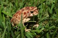 Moroccan Spadefoot Toad (Pelobates varaldii) Royalty Free Stock Photo