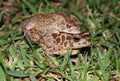 Moroccan Spadefoot Toads (Pelobates varaldii) Royalty Free Stock Photo