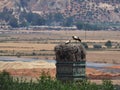 White stork nesting in North Africa Royalty Free Stock Photo