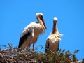 White stork nesting in North Africa Royalty Free Stock Photo