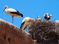 White stork nesting in North Africa on ruins in Morocco Royalty Free Stock Photo