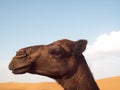 Morocco. Africa. Brown camel in the Sahara Desert  in the sun, with a nose ring. beatiful sand dunes and blue sky Royalty Free Stock Photo