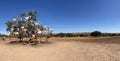 Morocco, Africa, goats, climbing, argan, tree, valley, travel, panoramic, view, branches, animals Royalty Free Stock Photo