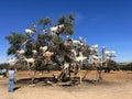 Morocco, Africa, goats, climbing, argan, tree, valley, travel, panoramic, view, branches, animals Royalty Free Stock Photo