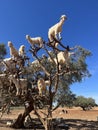Morocco, Africa, goats, climbing, argan, tree, valley, travel, panoramic, view, branches, animals Royalty Free Stock Photo