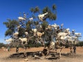 Morocco, Africa, goats, climbing, argan, tree, valley, travel, panoramic, view, branches, animals Royalty Free Stock Photo