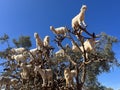 Morocco, Africa, goats, climbing, argan, tree, valley, travel, panoramic, view, branches, animals Royalty Free Stock Photo