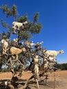 Morocco, Africa, goats, climbing, argan, tree, valley, travel, panoramic, view, branches, animals Royalty Free Stock Photo