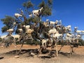 Morocco, Africa, goats, climbing, argan, tree, valley, travel, panoramic, view, branches, animals Royalty Free Stock Photo