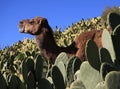 Morocco. Camel in cactus field.