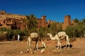 Morocco. Camels in front of the village of Ait Benhaddou