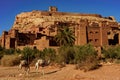 Morocco. Camels in front of the village of Ait Benhaddou