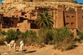 Morocco. Camels in front of the village of Ait Benhaddou