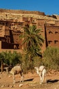 Morocco. Camels in front of the village of Ait Benhaddou