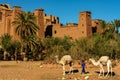 Morocco. Camels in front of the village of Ait Benhaddou