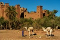 Morocco. Camels in front of the village of Ait Benhaddou