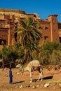 Morocco. Camels in front of the village of Ait Benhaddou