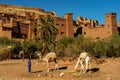 Morocco. Camels in front of the village of Ait Benhaddou