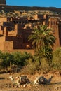 Morocco. Ksar Ait Ben Haddou. Camels in front of the village of Ait Ben haddou