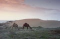 Morocco - Camels on Sand Dunes Sunset Royalty Free Stock Photo