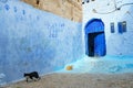 Morocco. Chefchaouen. A cats in a blue street of the medina