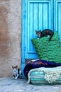 Morocco, Chefchaouen , cats on the street of the old town . Medi Royalty Free Stock Photo