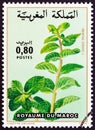 MOROCCO - CIRCA 1984: A stamp printed in Morocco from the `Flowers` issue shows Mentha viridis, circa 1984.