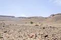 Morocco, Draa valley, Stone desert and acacia tree