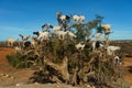 Morocco. Essaouira. Heard of goats climbed on an argan tree