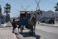 MOROCCO, ESSAOUIRA - 22 JAN 2019: Transport horse and taxi in Morocco Asila