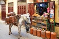 Morocco Fez. Donkey carrying gas cylinders in the Medina