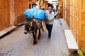 Morocco Fez. Donkey carrying heavy load in the Medina