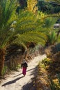 Morocco. Fint Oasis. A poor peasant woman walking through the palm grove