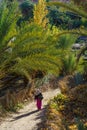 Morocco. Morocco. Fint Oasis. A poor peasant woman walking through the palm grove