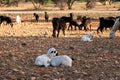 Morocco Goats on the tree leaves fall Royalty Free Stock Photo