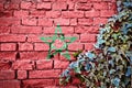 Morocco grunge flag on brick wall with ivy plant Royalty Free Stock Photo
