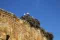Morocco. Rabat. Storks on necropolis ruins Shells