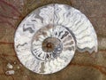 Ammonite fossils, extinct marine mollusc animals, found in Sahara Desert, Morocco