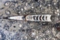 Orthoceras fossils,extinct straight-shelled cephalopods, found in Sahara Desert, Morocco