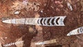 Orthoceras fossils,extinct straight-shelled cephalopods, found in Sahara Desert, Morocco