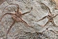 Fossils of starfish ancestor found in Sahara Desert, Morocco Royalty Free Stock Photo