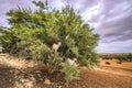 Morocco, highway Fez-Marrakech View of two goats sitting in a green tree in the countryside, along the highway