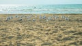 Moron guy accelerates a flock of seagulls on a sandy beach by the sea