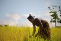 MORONDAVA-MADAGASCAR-OCTOBER-7-2017:Madagascar, Africa country with young woman worker harvesting rice field in the morning