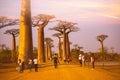 MORONDAVA-MADAGASCAR-OCTOBER-7-2017:Baobab Avenue with the tourist looking Sunset scene with Baobab tree Avenue in Morondava ,