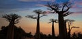 MORONDAVA-MADAGASCAR-OCTOBER-7-2017:Baobab Avenue with the tourist looking Sunset scene with Baobab tree Avenue in Morondava ,