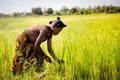 MORONDAVA-MADAGASCAR-OCTOBER-7-2017:Madagascar, Africa,Woman worker harvesting rice field in the morning scene at Morondava town