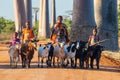 MORONDAVA, MADAGASKAR - JUNE 2021. Children hearding a bunch of goats on the Allee des Baobabs. Royalty Free Stock Photo