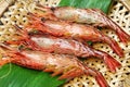 Morotoge shrimp, shima ebi, japanese seafood Royalty Free Stock Photo