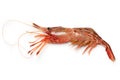 Morotoge shrimp, shima ebi, japanese seafood Royalty Free Stock Photo